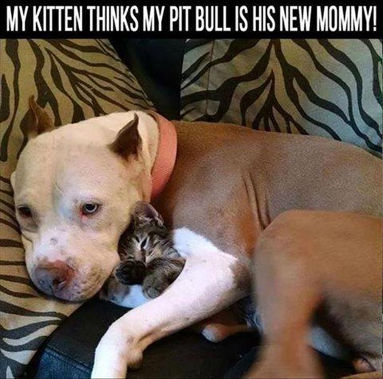 kitten-and-pittbull