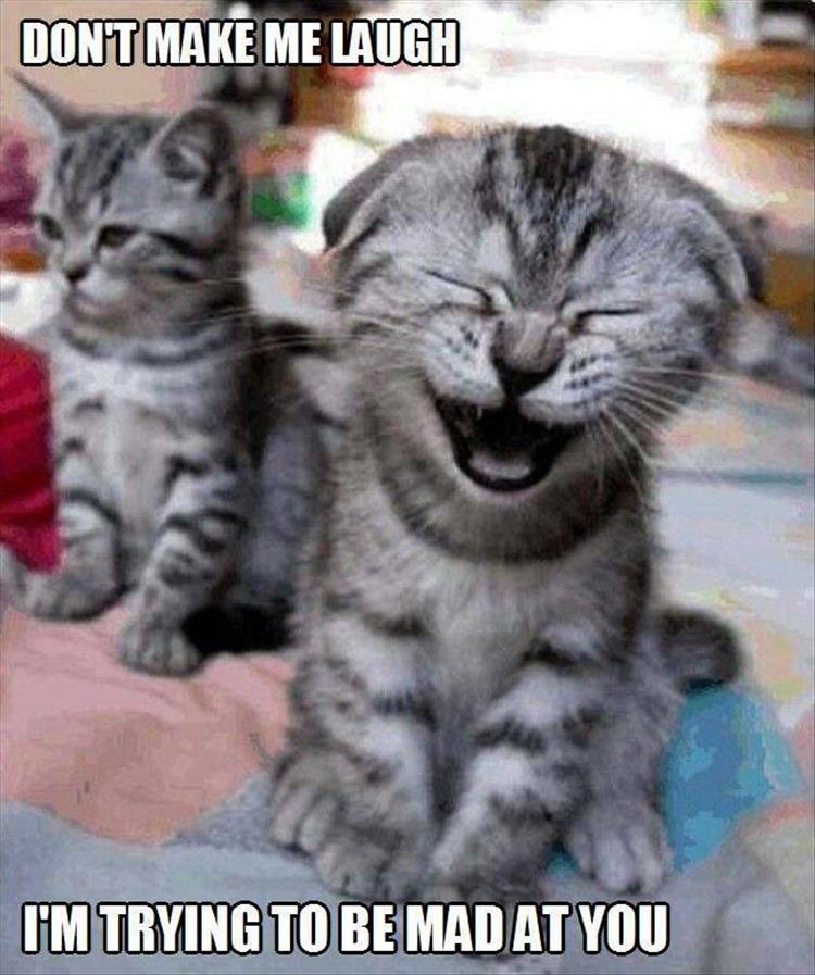 laughing-cat