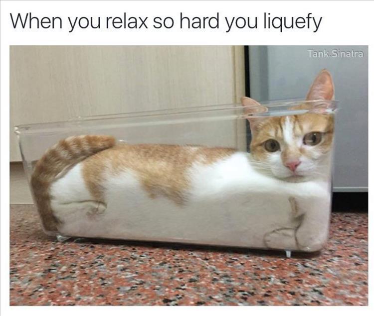 liquid cat funny