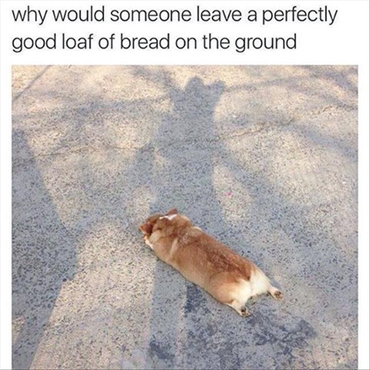 loaf-of-bread-funny-dogs
