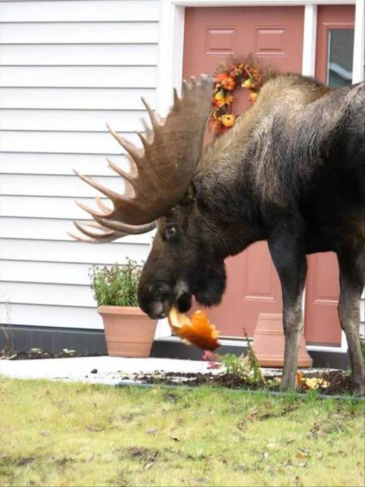 moose-eating-pumpkins