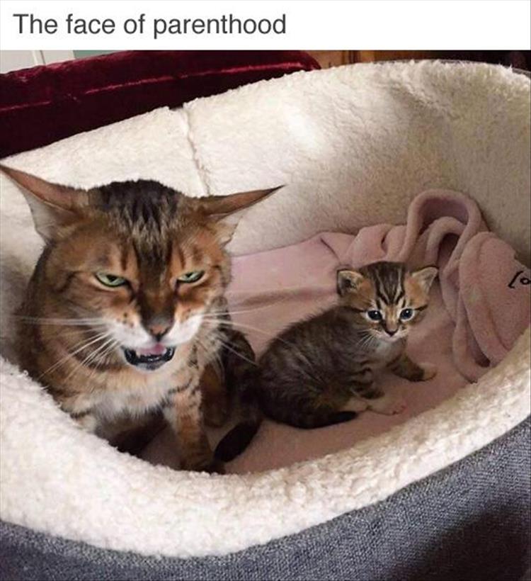 parenthood