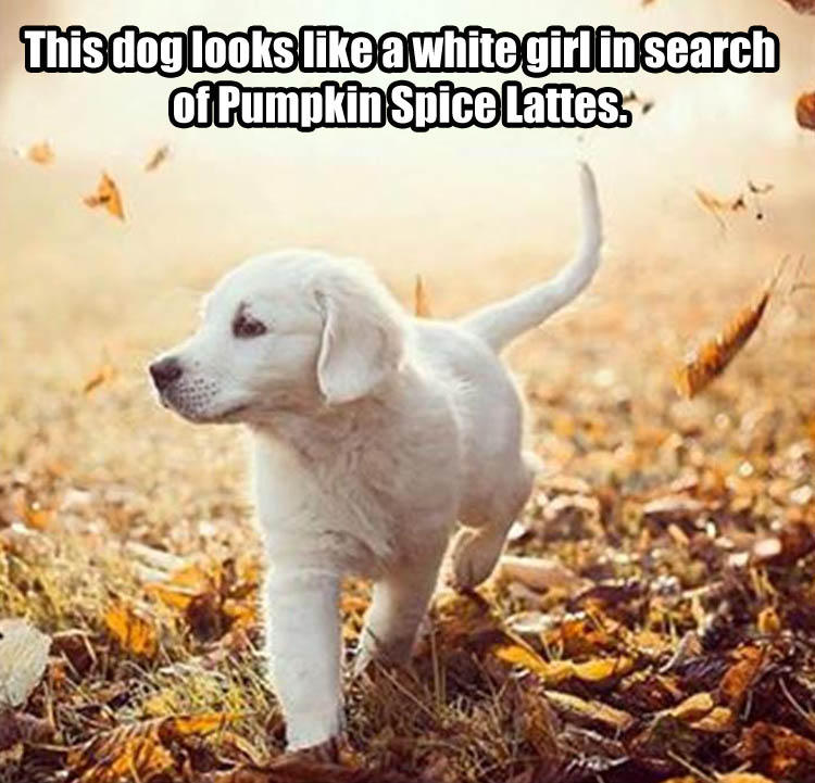 pumpkin spice latte