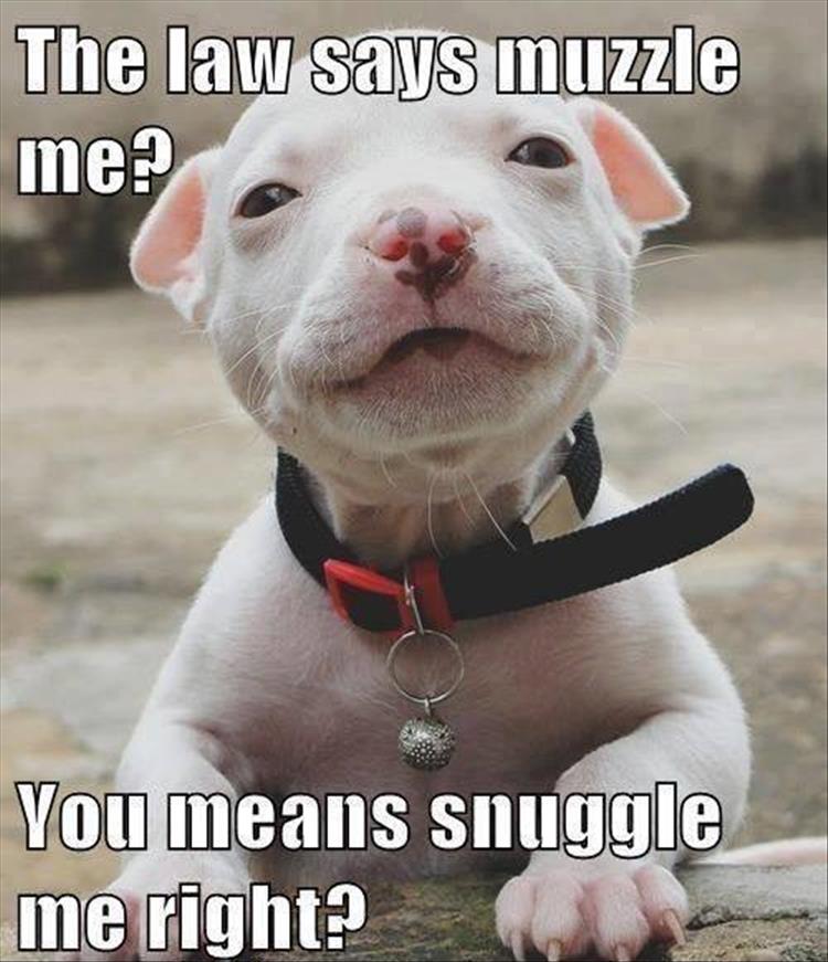 snuggle-dog