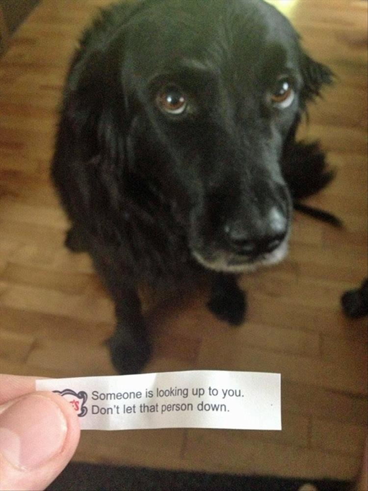 someone-is-looking-up-to-you-fortune-cookie
