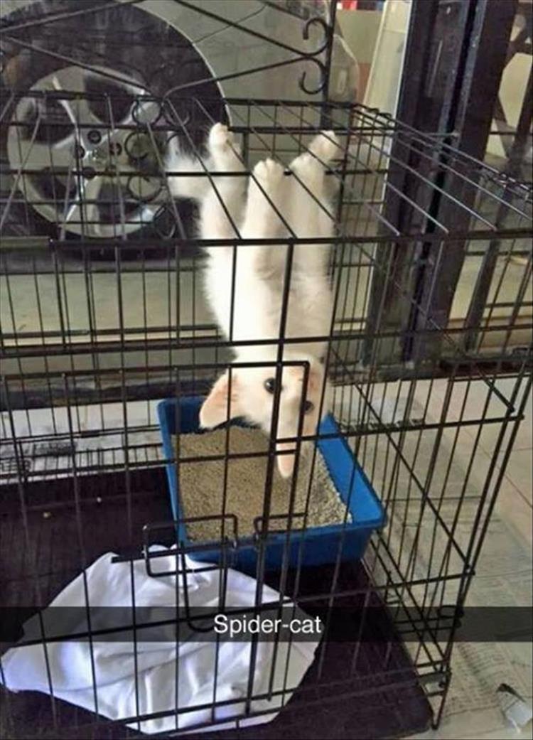 spider-cat