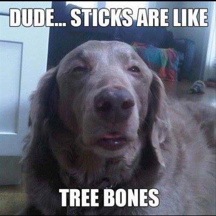 stoned-dog