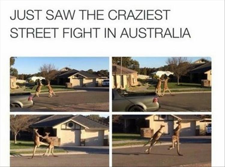 street-fight-animals