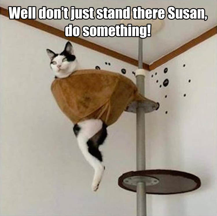 the-cat-is-stuck-funny-animal-pictures