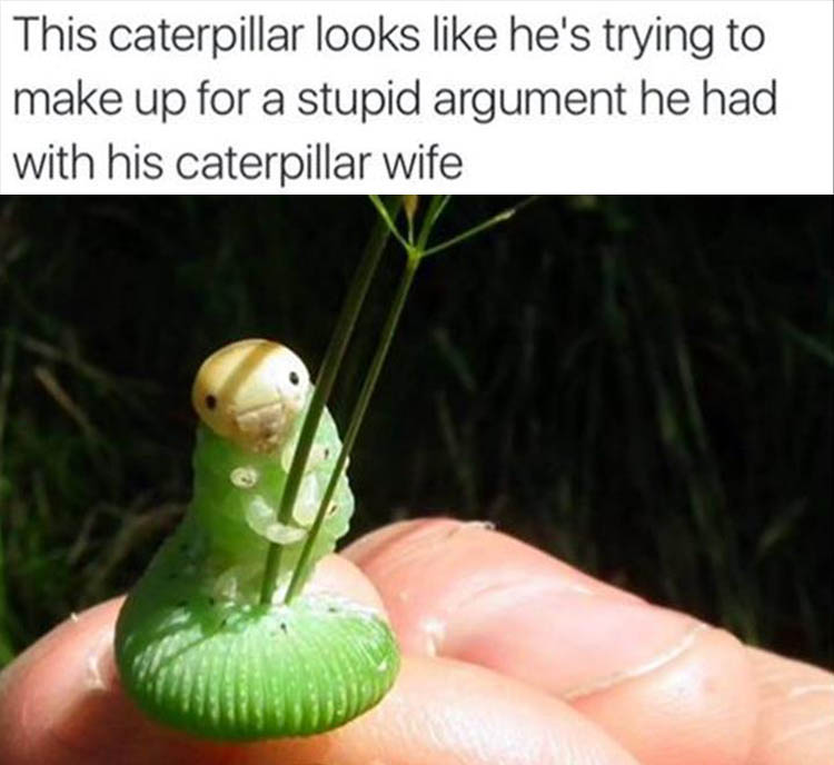 the-catepillar-funny-pictures