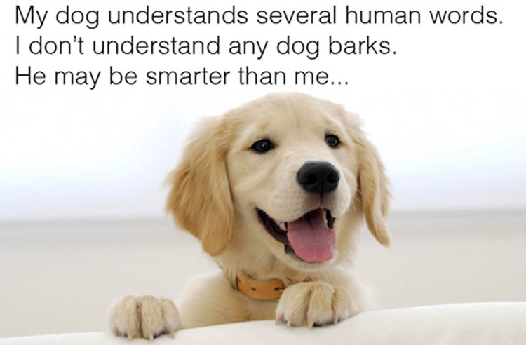 the-dog-is-smarter-than-me-funny-animal-pictures