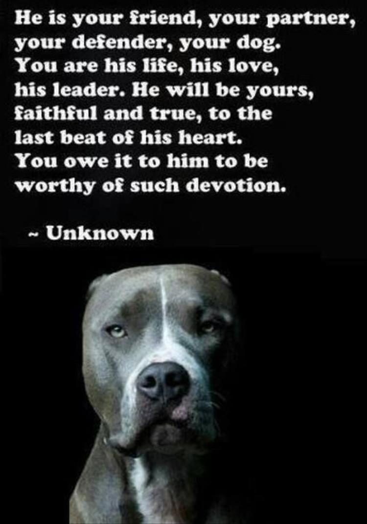 the dog's loyalty