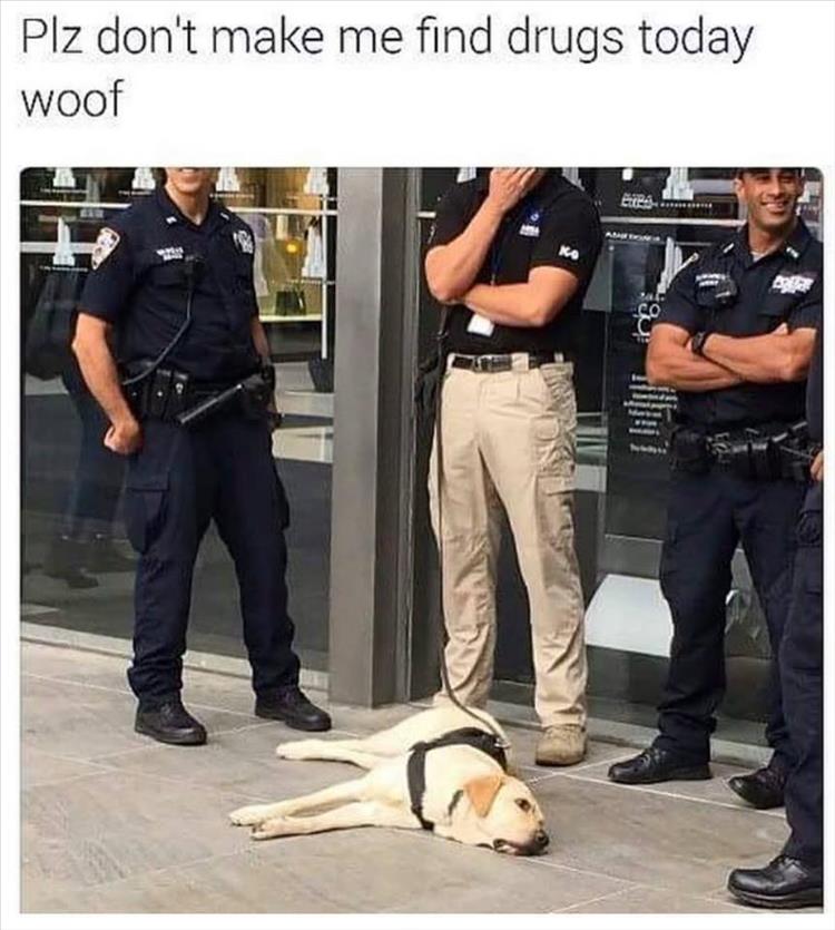 the-drug-dog