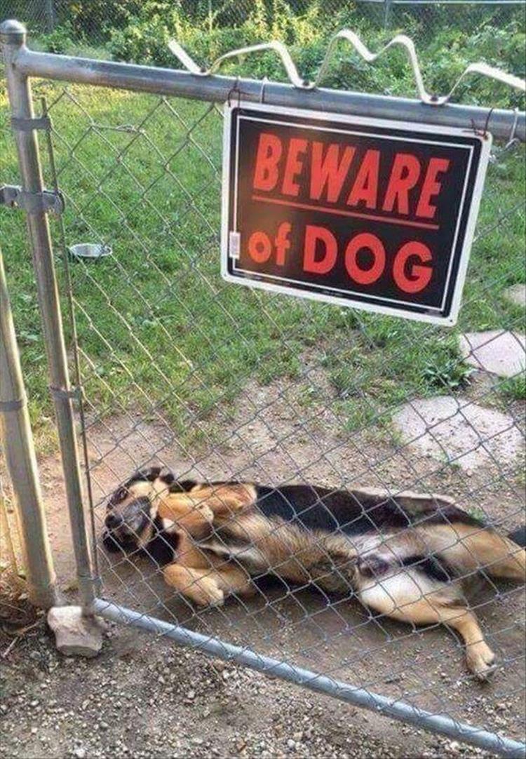 the-funny-beware-of-dog-sign