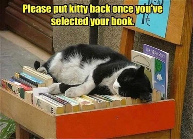 the funny cat reading books