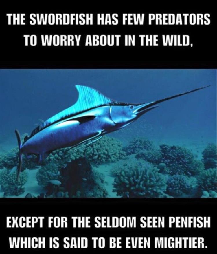 the-sword-fish