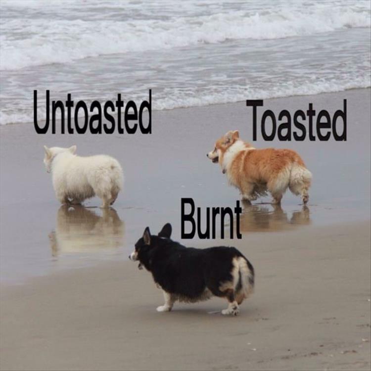 toasted-funny-animals