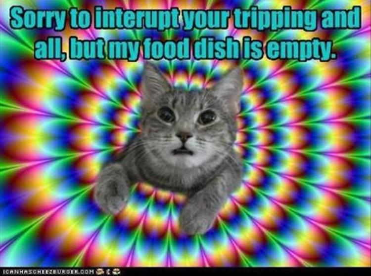 trippy-cat