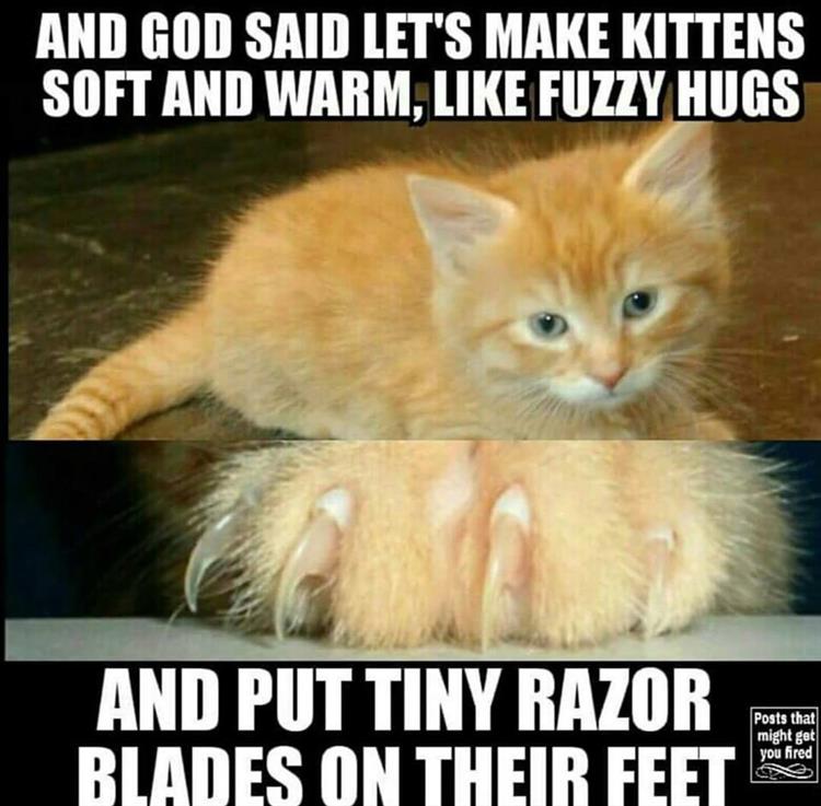 when-god-made-kittens