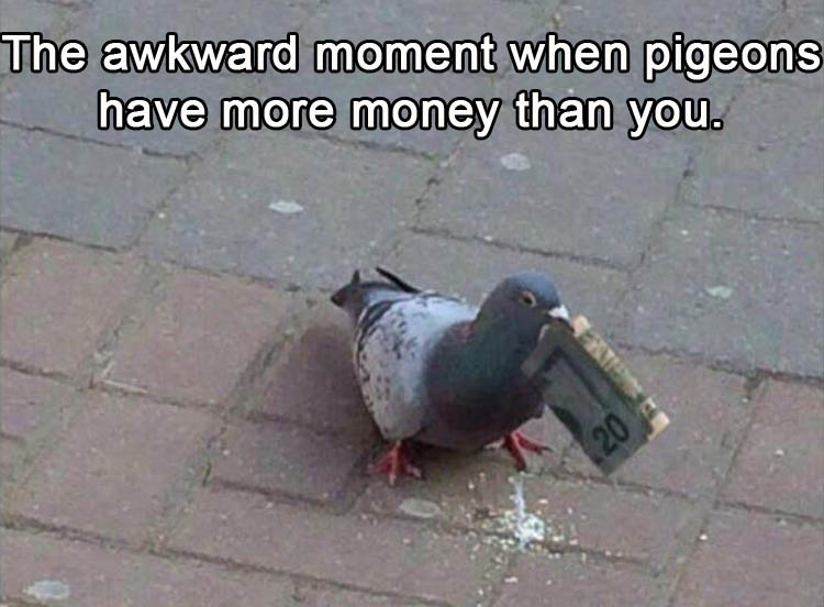 the-awkward-moment-when-pidgeons-have-more-money-than-you