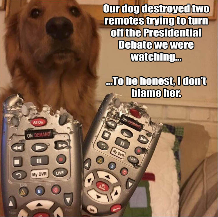 a-funny-dog-and-presidential-debate
