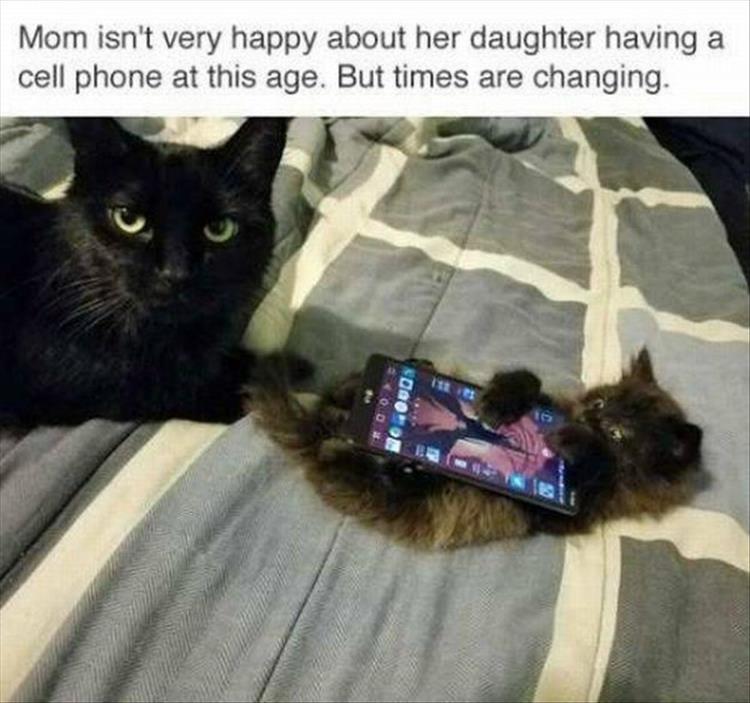 cat-has-cell-phones