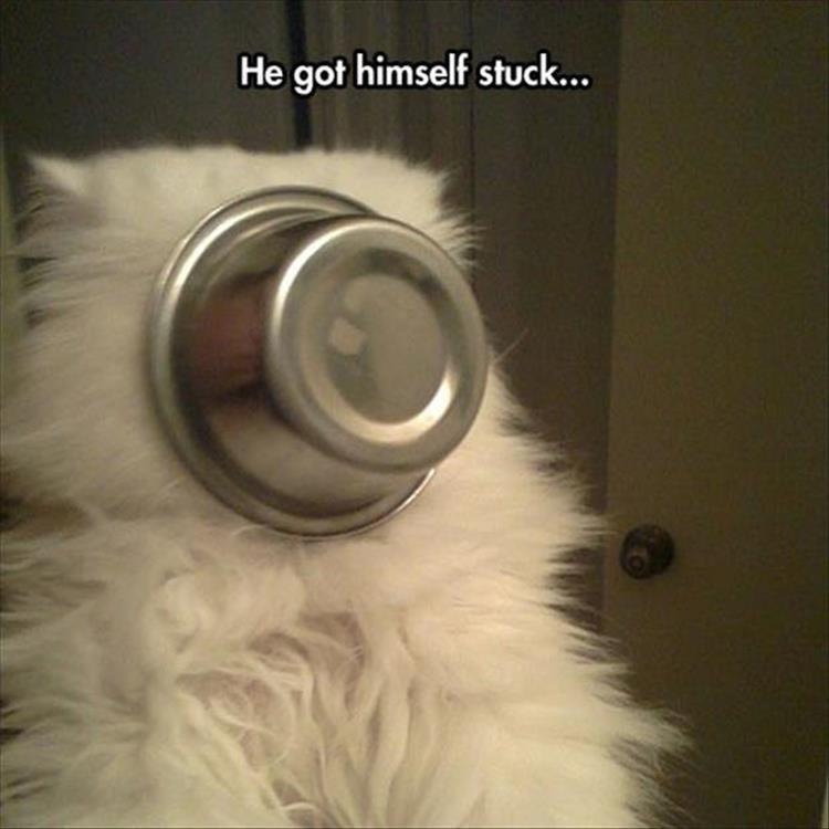 funny-animals-11