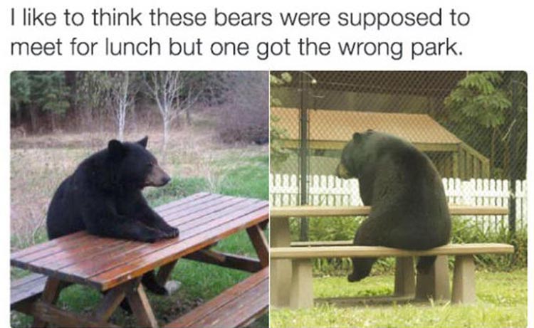 funny-bears-at-a-pic-nic-table
