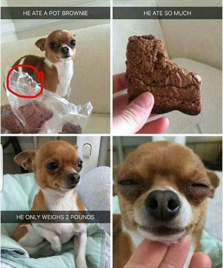 funny-dog-ate-pot-brownies