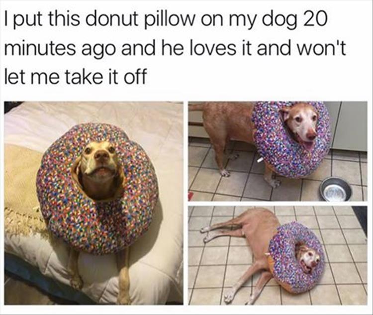 funny-donut-pillow