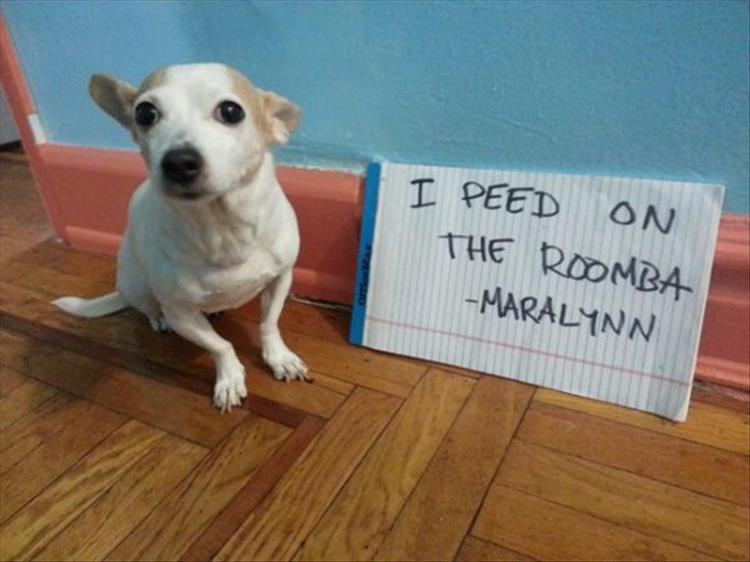 funny-pet-shaming-1