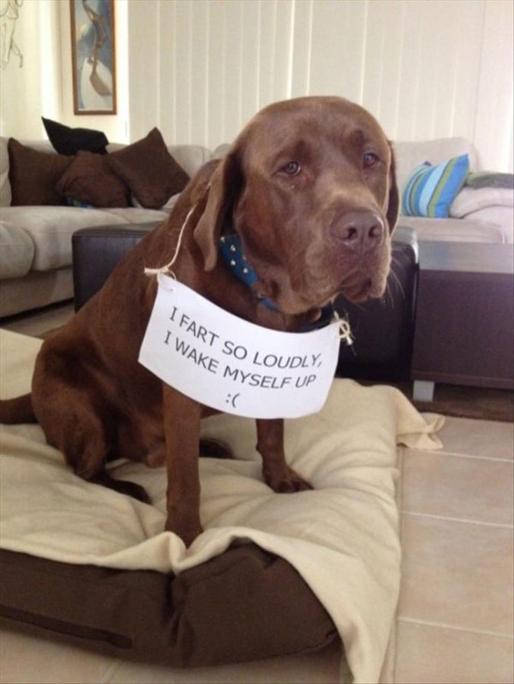 funny-pet-shaming-10