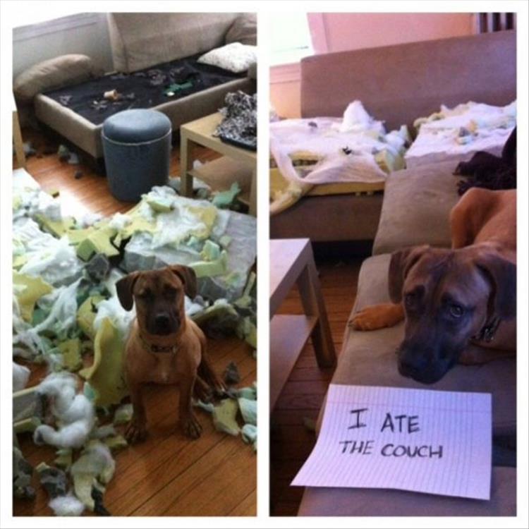 funny-pet-shaming-11