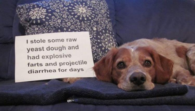 funny-pet-shaming-3