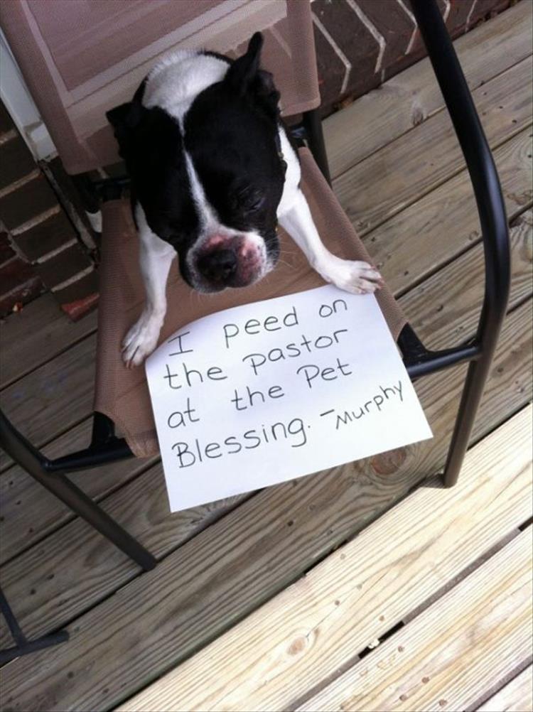 funny-pet-shaming-6