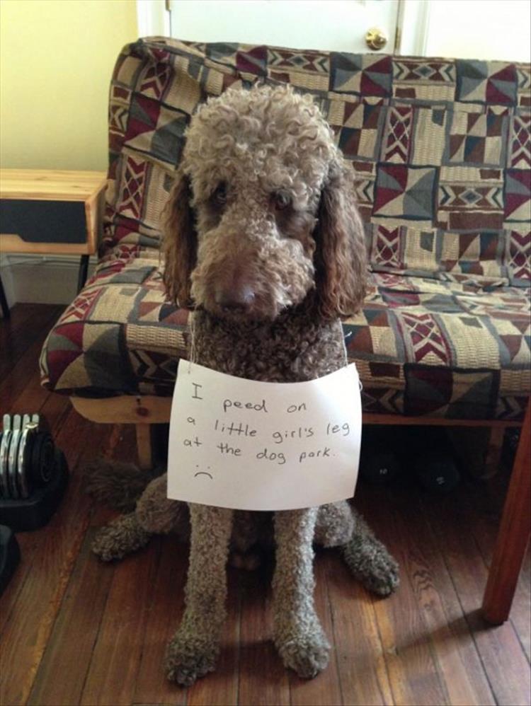 funny-pet-shaming-8