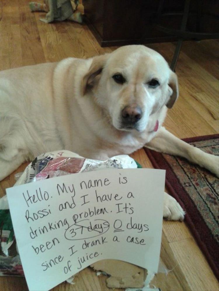 funny-pet-shaming-9