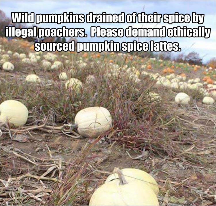 funny-pumpkin-spice-latte