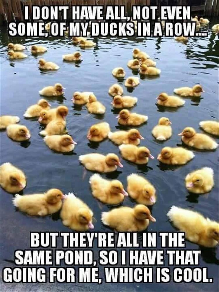 getting-my-ducks-in-a-row