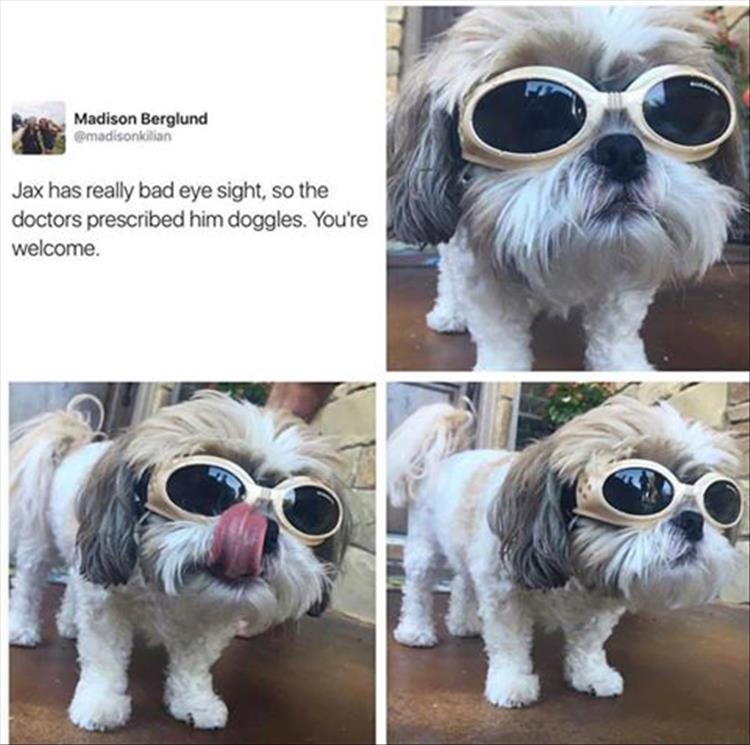 goggles-for-dogs