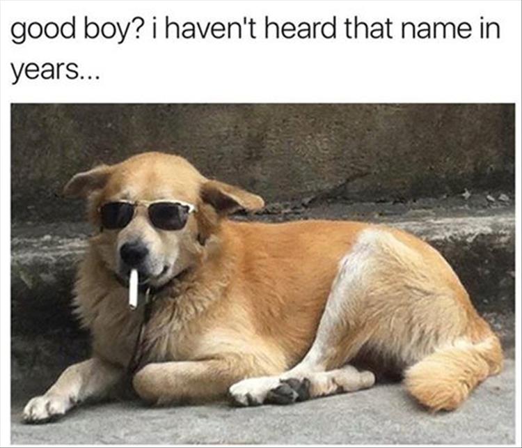 good-boy-dog