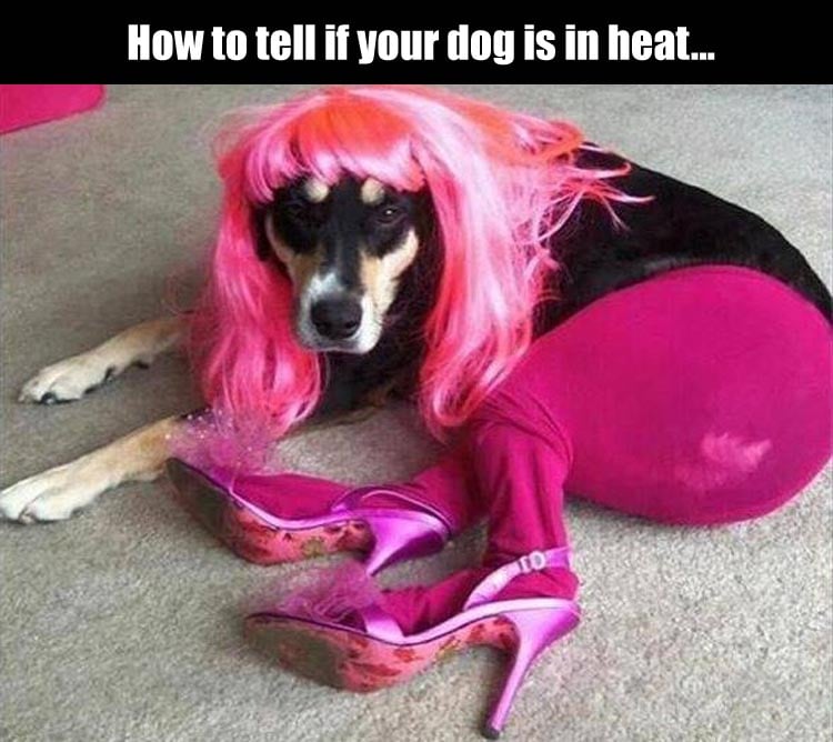 how-to-tell-if-your-dog-is-in-heat