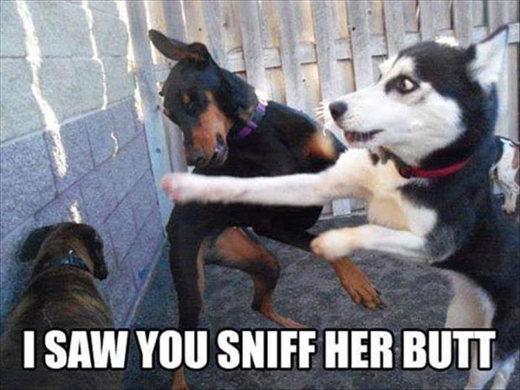 mean-dogs-funny-pictures