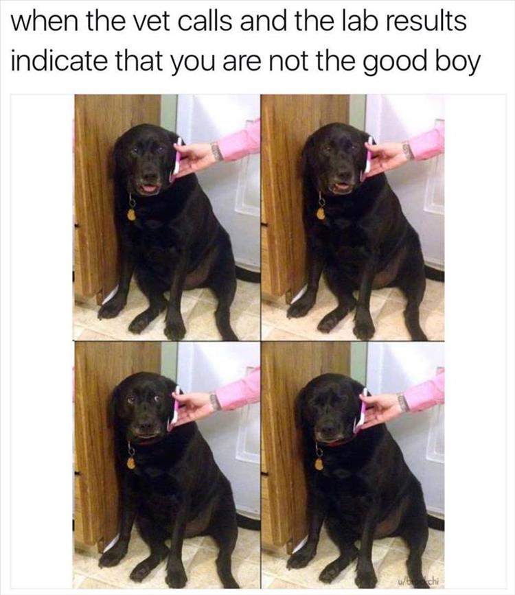 not-a-goodboy