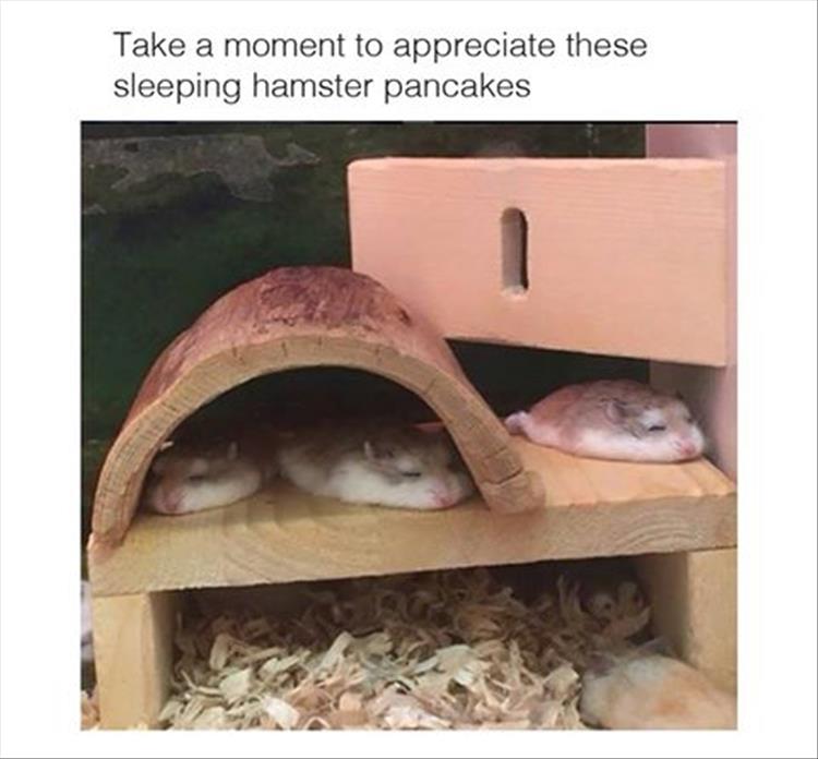 sleeping-hamsters