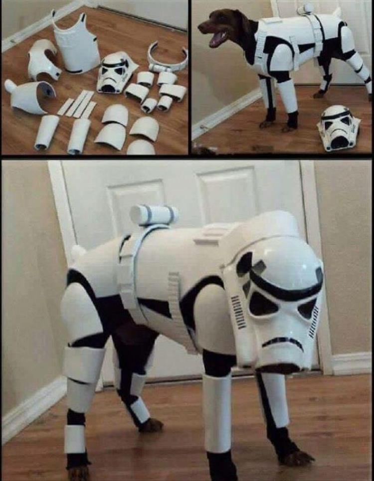 storm-trooper-dog