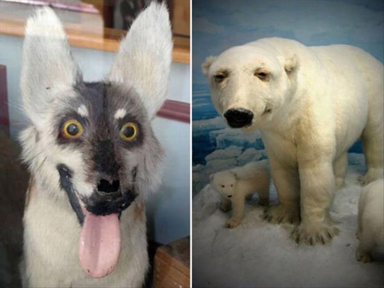 The Very Best Of Really Bad Taxidermy - 23 Pics