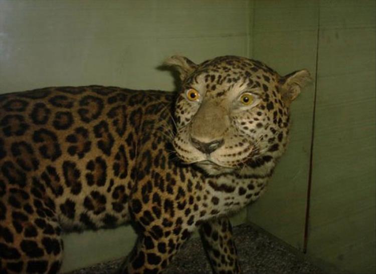 taxidermy-fail-4.jpg