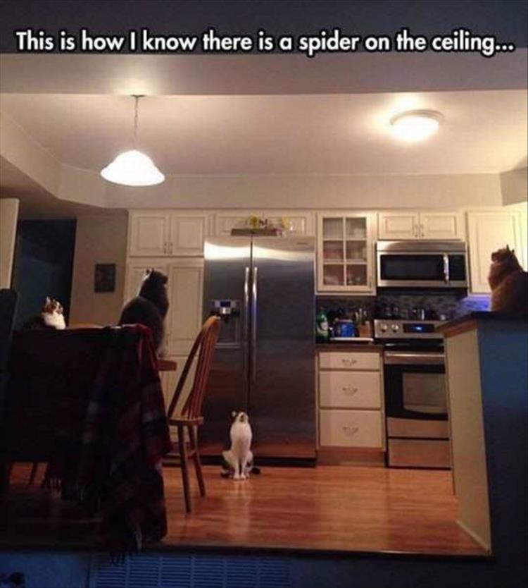 the-cats-looking-at-a-spider