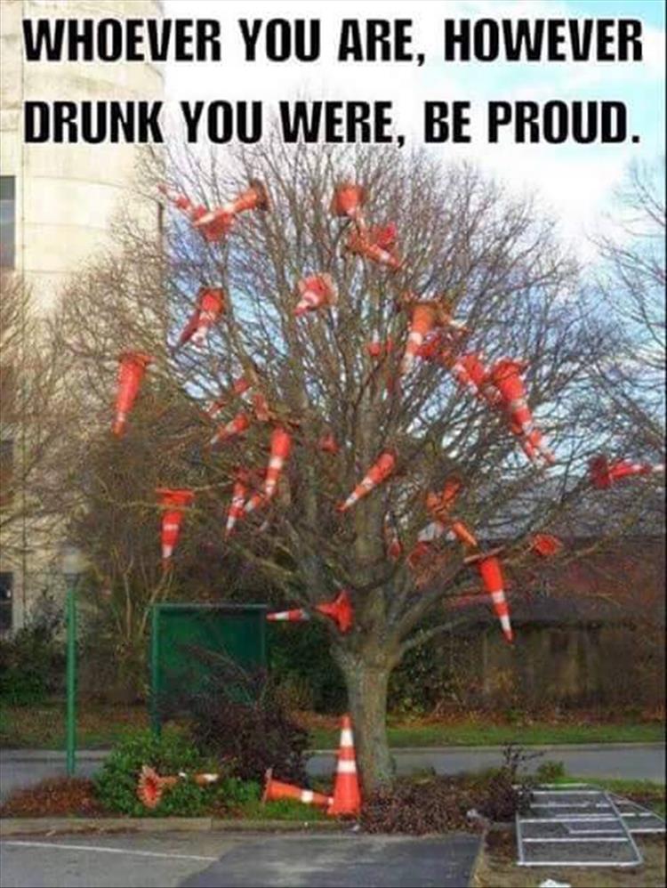 the-cones-in-the-tree
